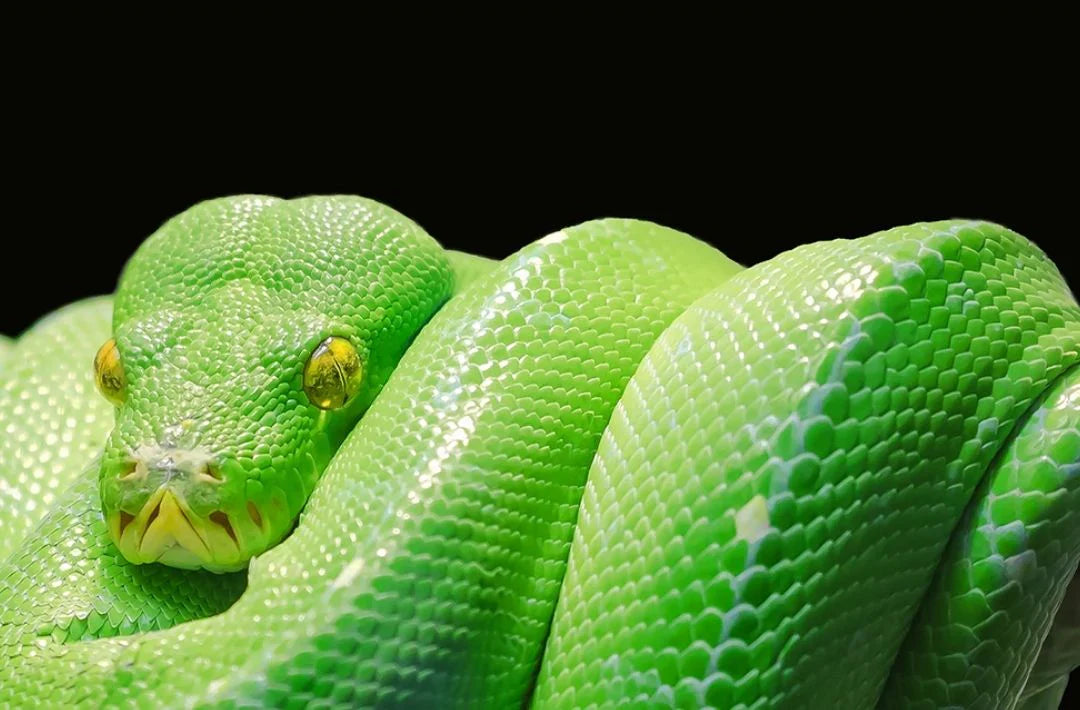 Quels sont les animaux à la peau extraordinaire ?