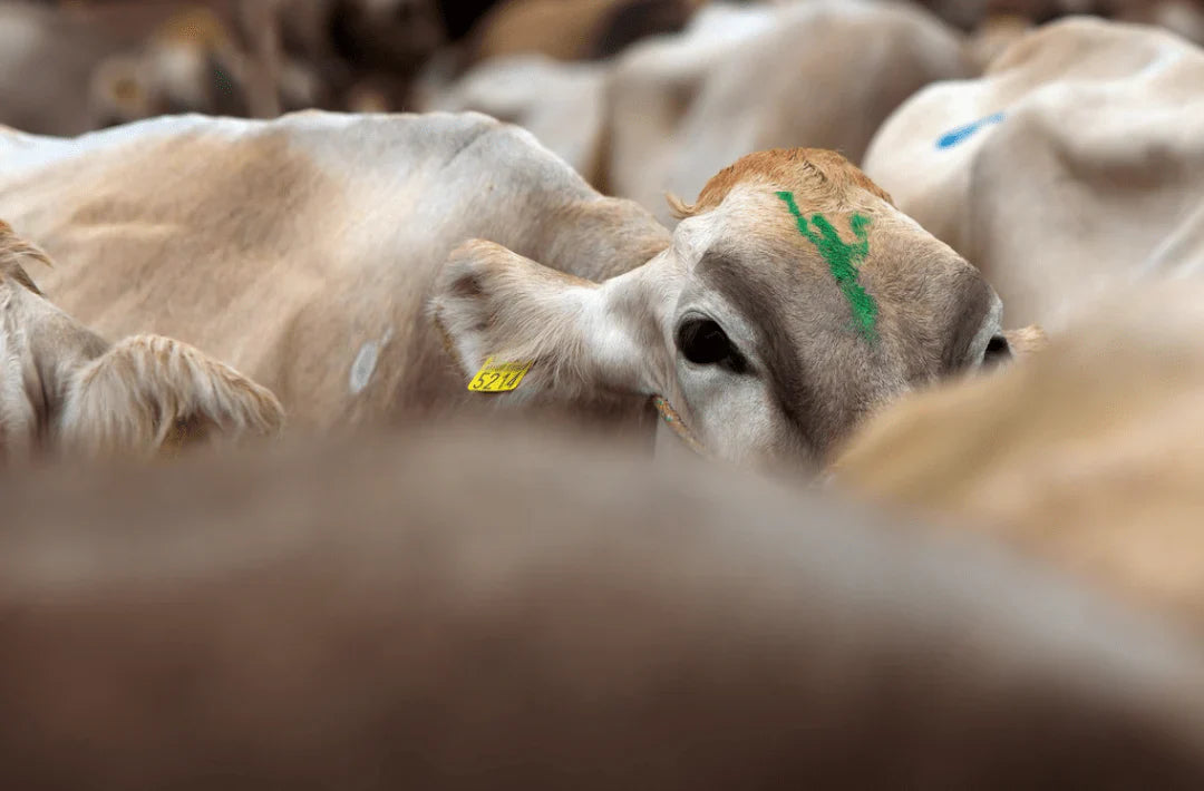 Tout ce que vous devez savoir sur le cuir Végan